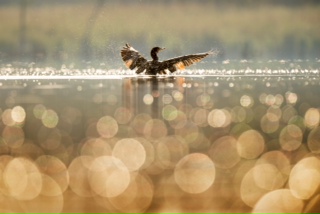 Bird flying out of water